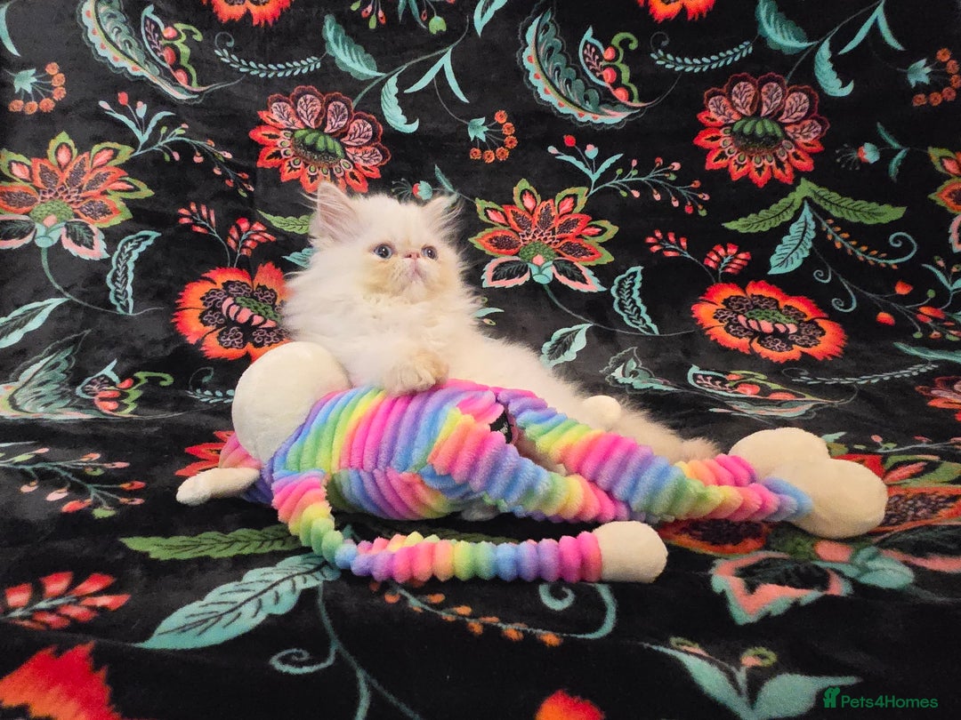 Persian cats for sale: Persian Kittens  - Image 8