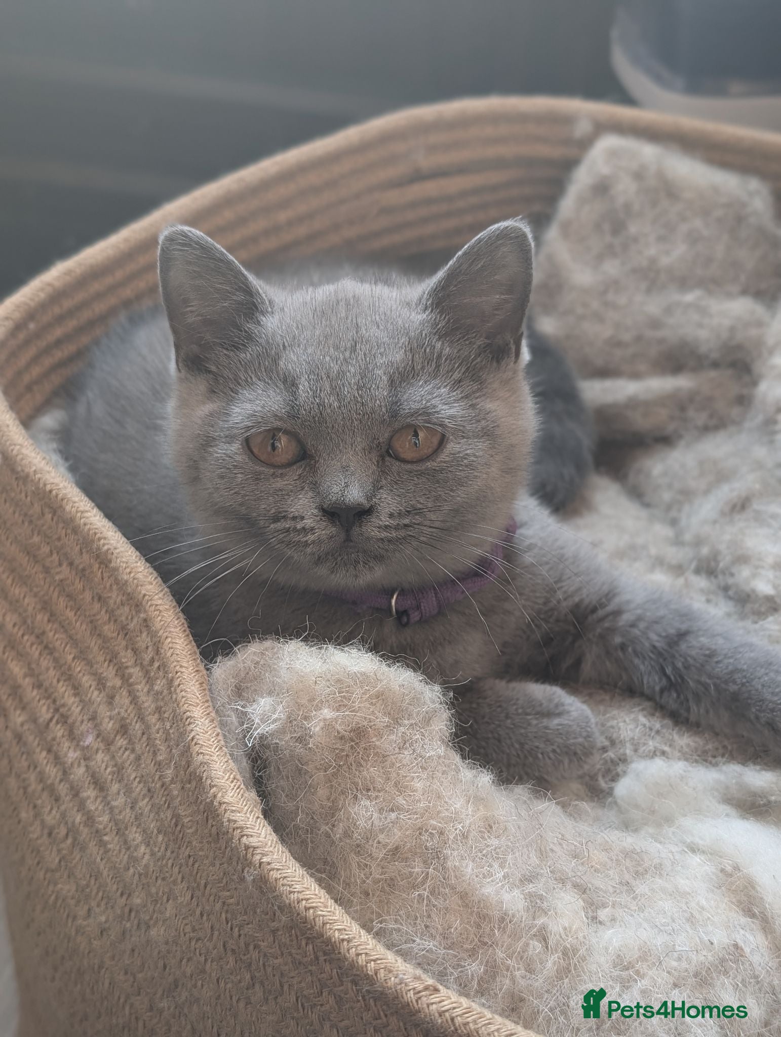 British Shorthair cats GCCF British Shorthair kittens  - Advert 1