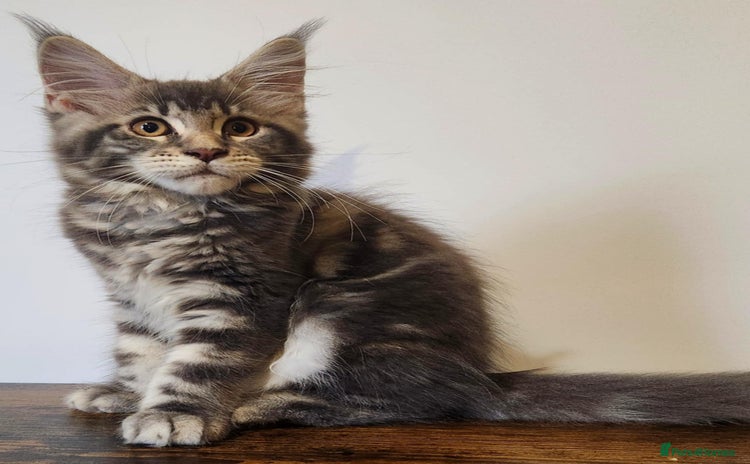 Maine Coon cats - Advert 10