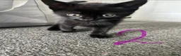Mixed Breed cats for sale: Black Girl Kittens - Advert 6