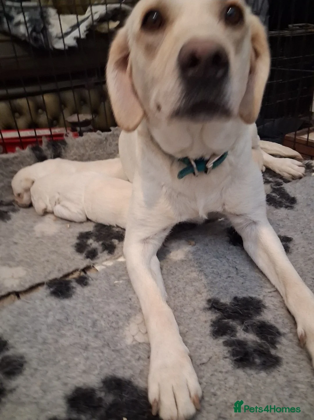 Labrador Retriever dogs for sale: ** yellow labrador puppy ** - Advert 2
