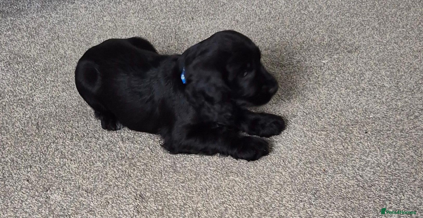 Cocker Spaniel dogs Beautiful Cocker spaniel puppies  - Advert 6