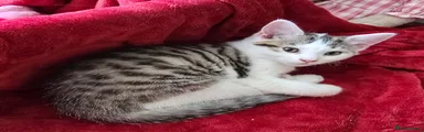 Mixed Breed Kitten 4