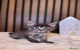 Ragdoll cats for sale: 🌙 Grey Ghost Kittens🎃 – Ragdoll × Tabby 🐾 - Image 11