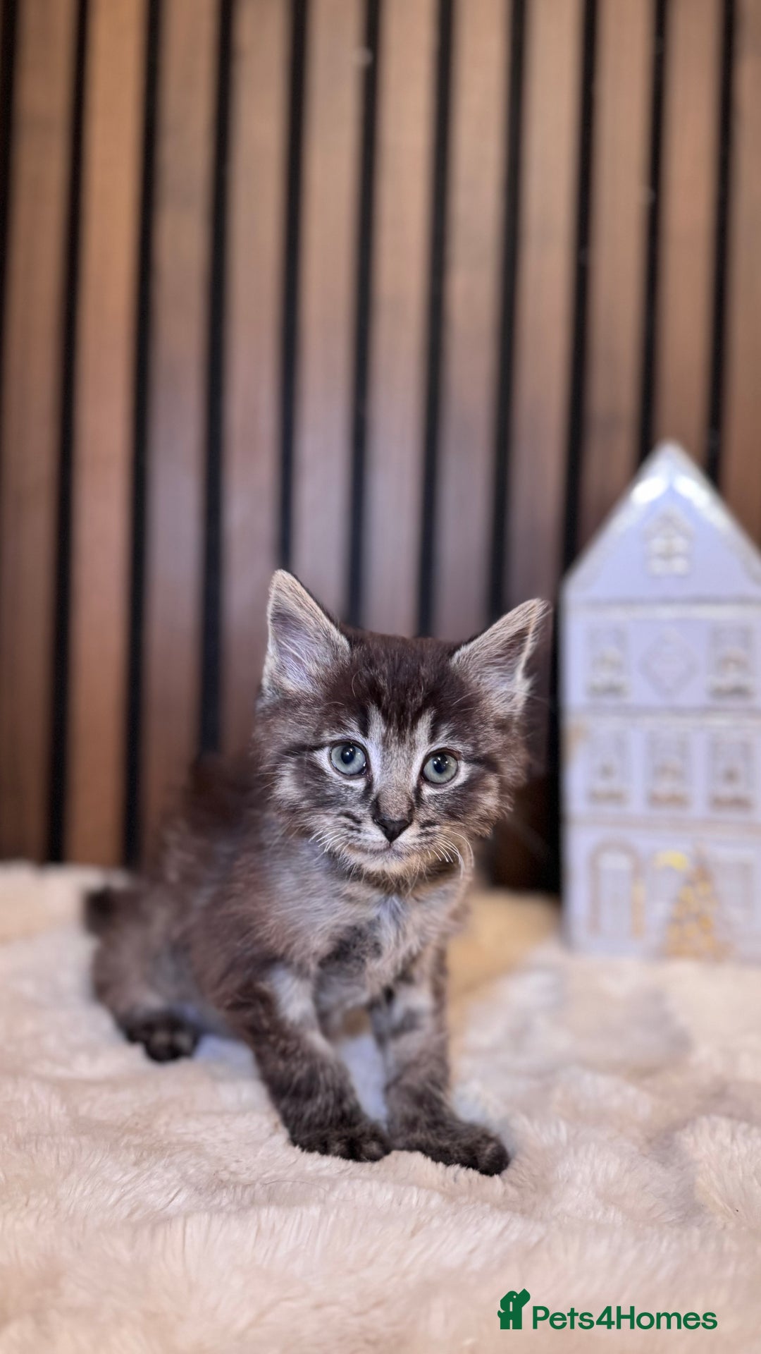 Ragdoll cats for sale: 🌙 Grey Ghost Kittens🎃 – Ragdoll × Tabby 🐾 - Image 11