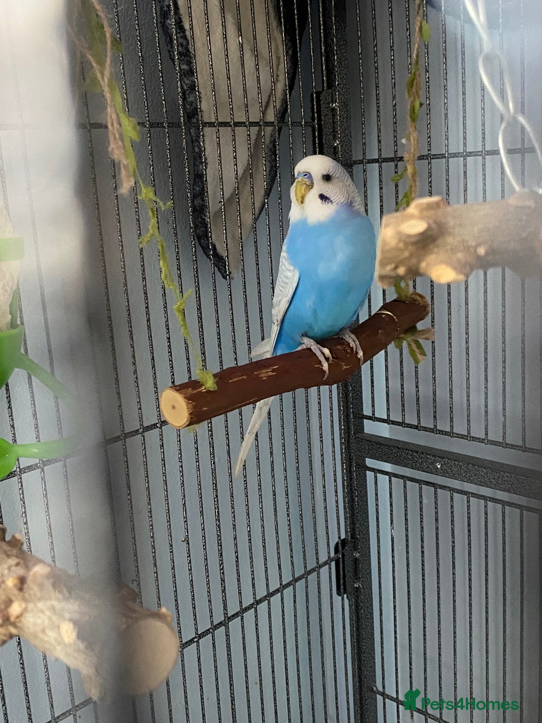 Budgerigars birds for sale: 2 budgies with cage and toys - Image 6