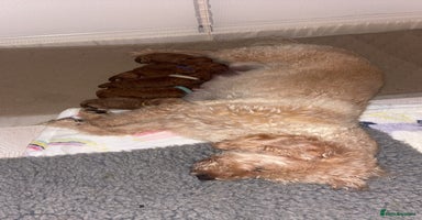 Labradoodle dogs - Advert 2