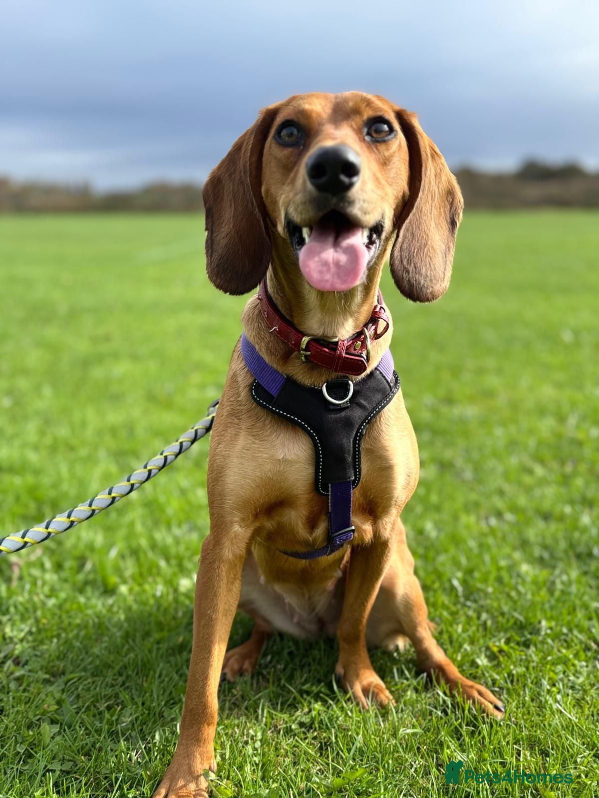 Mixed Breed dogs Winnie Beautiful girl Looking for Forever Home  - Advert 2