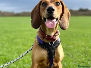Mixed Breed dogs Winnie Beautiful girl Looking for Forever Home - Advert 2