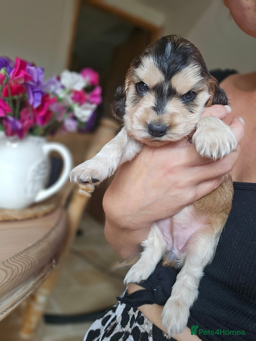 Cocker Spaniel dogs for sale: KC show cocker spaniel puppies - Image 4