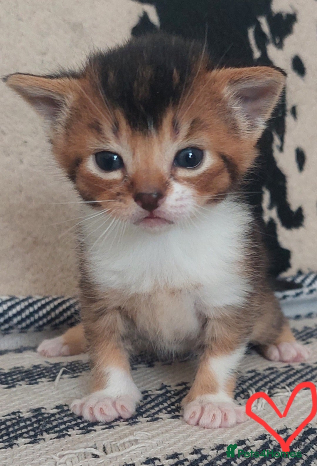 Mixed Breed cats Beautiful mixed breed kittens  - Advert 1