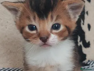 Mixed Breed cats Beautiful mixed breed kittens - Advert 1