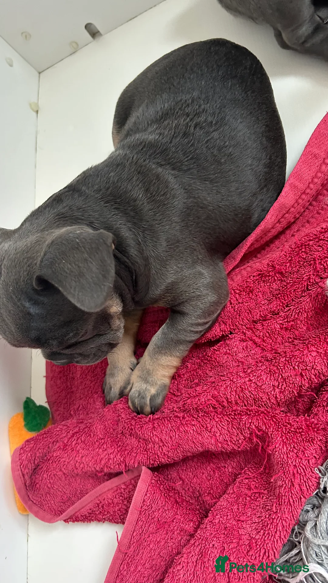 French Bulldog dogs for sale: Playful snuggly Puppies  - Advert 12