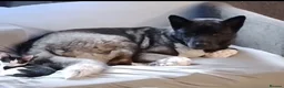 Akita dogs for sale: Large and loving male Akita for adoption.  - Advert 2