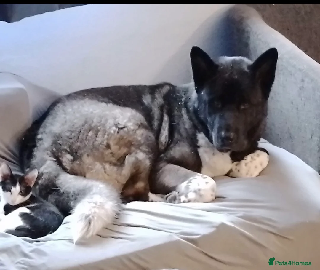 Akita dogs for sale: Large and loving male Akita for adoption.  - Advert 2