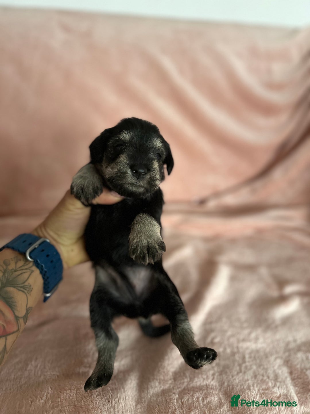 Miniature Schnauzer dogs for sale: OUTSTANDING CHAMPION LINES PUPPIES  - Advert 7