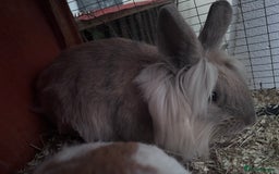 Mixed Breed rabbits for sale: Beautiful friendly baby rabbits  - Image 4