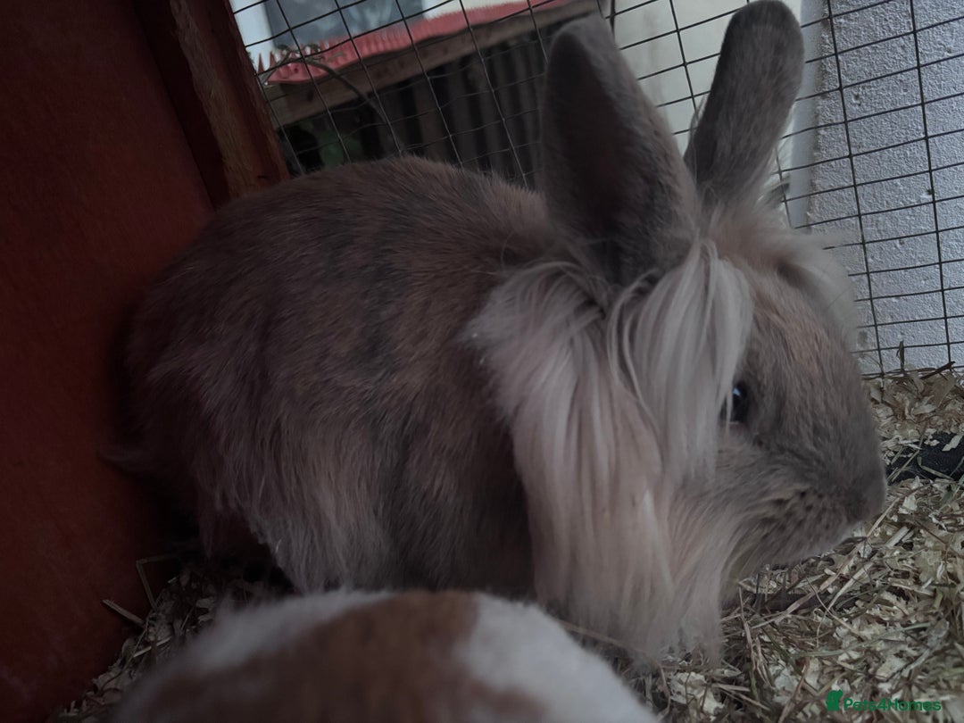 Mixed Breed rabbits for sale: Beautiful friendly baby rabbits  - Image 4