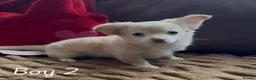 Chihuahua dogs for sale: Chihuahua puppies 🐶  - Advert 26