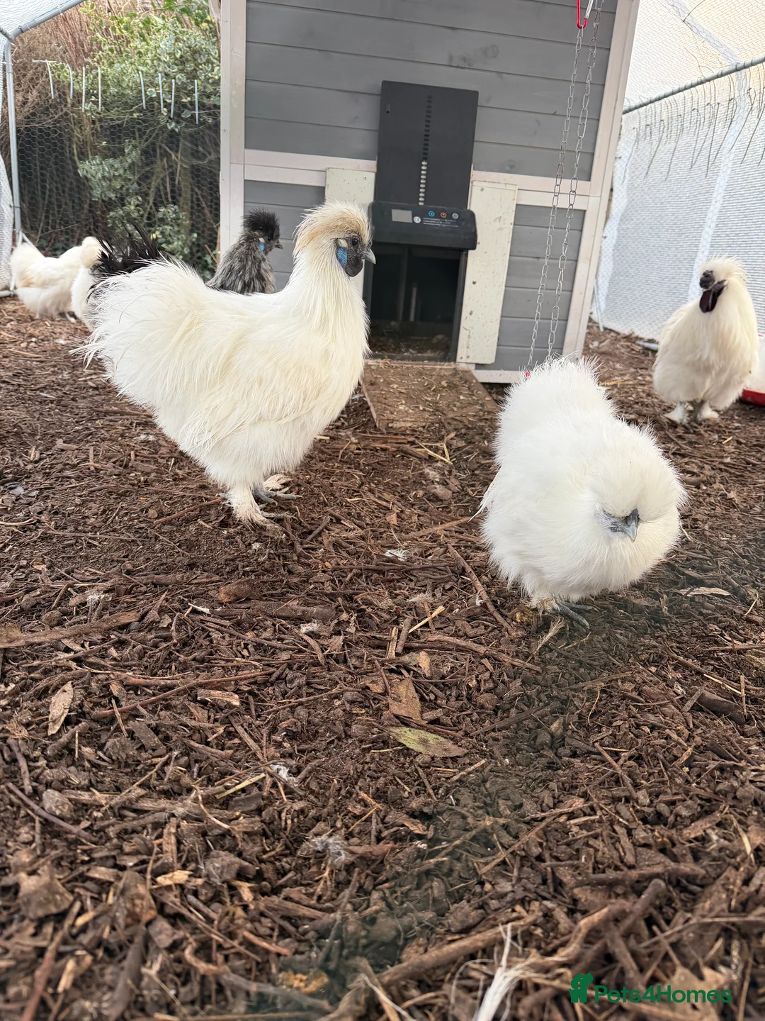 Chickens poultry for sale: ⭐️Silkie chicks and hatching eggs⭐️ - Advert 2