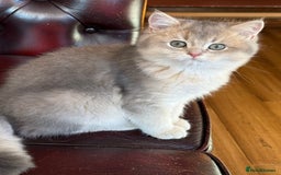 British Shorthair cats for sale: Ready now golden BSH - Image 7