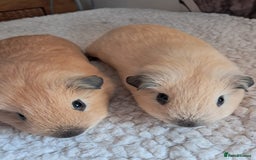 Guinea Pig rodents for sale: PURE CALIFORNIAN BABY BOARS - Image 1