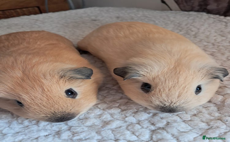 Guinea Pig rodents - Advert 1