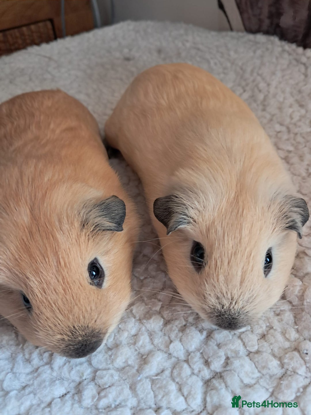 Guinea Pig rodents for sale: PURE CALIFORNIAN BABY BOARS - Image 1