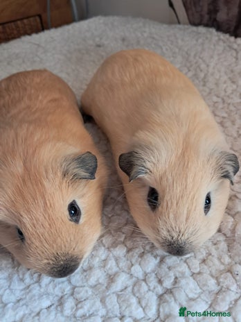 Guinea Pig rodents - Advert 2