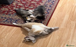 Siberian Husky dogs for sale: Beautiful Purebred Siberian Husky puppies  - Image 2