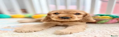 Cocker Spaniel Puppy 1