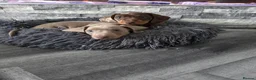 Miniature Dachshund dogs for sale: Lovely Miniature Dachshund Puppies  in Irvine - Advert 3