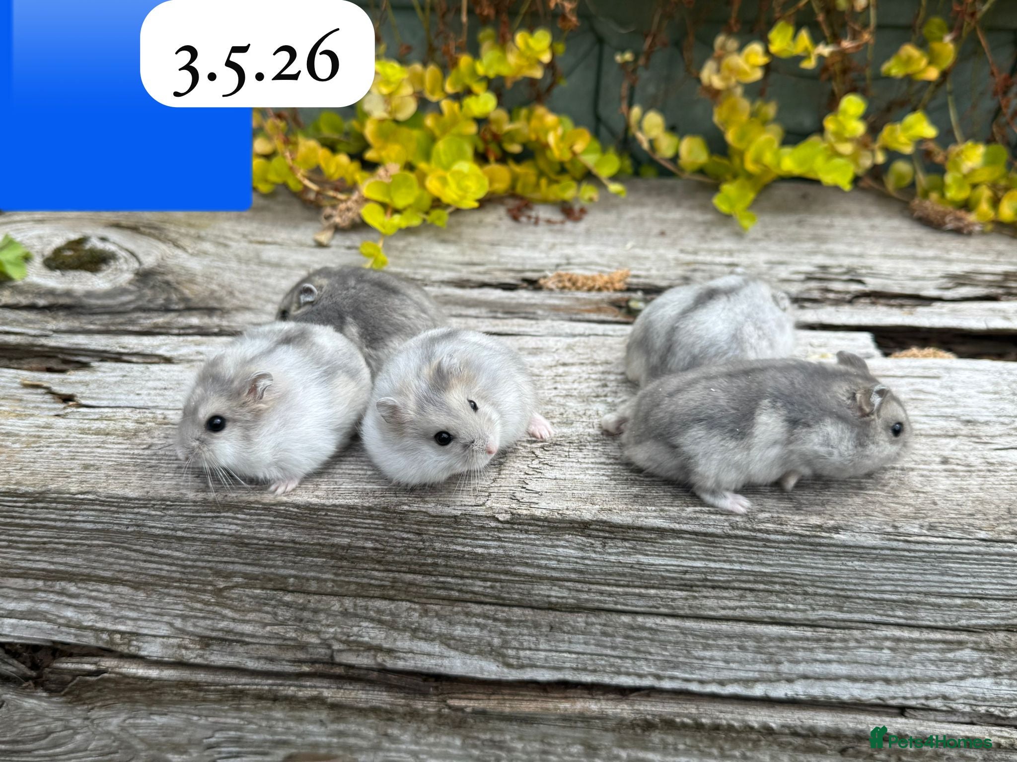 Hamster rodents for sale:  Beautiful baby winter white russian hamsters - Advert 9