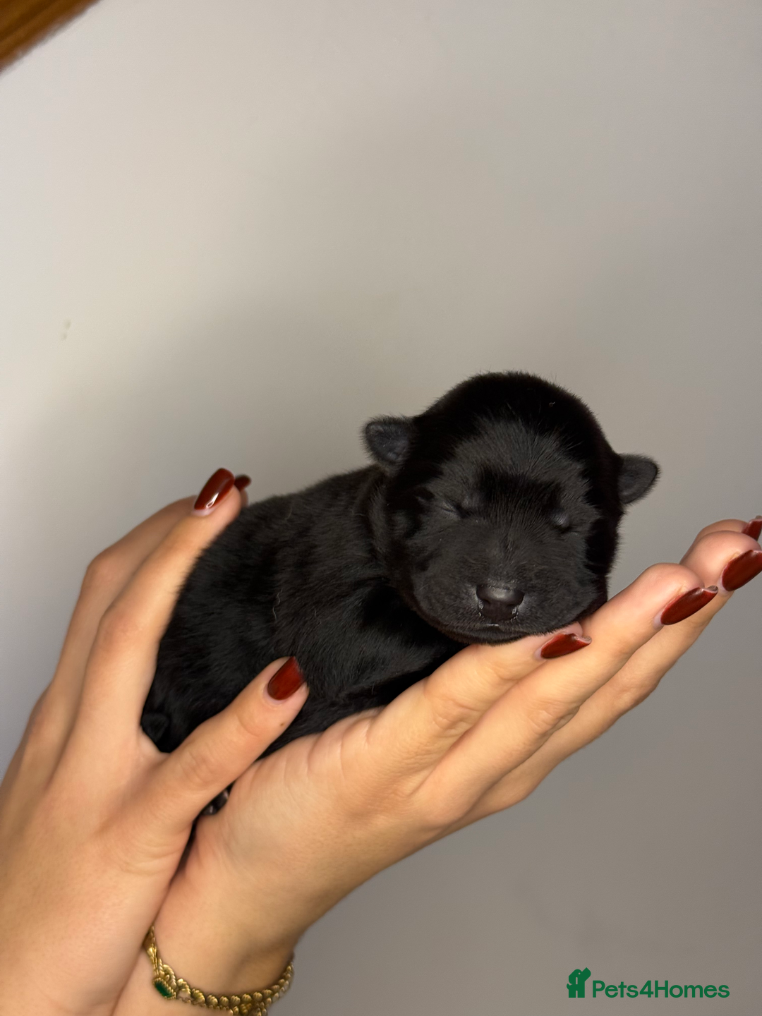 Mixed Breed dogs for sale: chowski / chow chow  - Advert 5