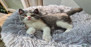 British Shorthair cats - Advert 8