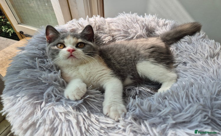 British Shorthair cats - Advert 15