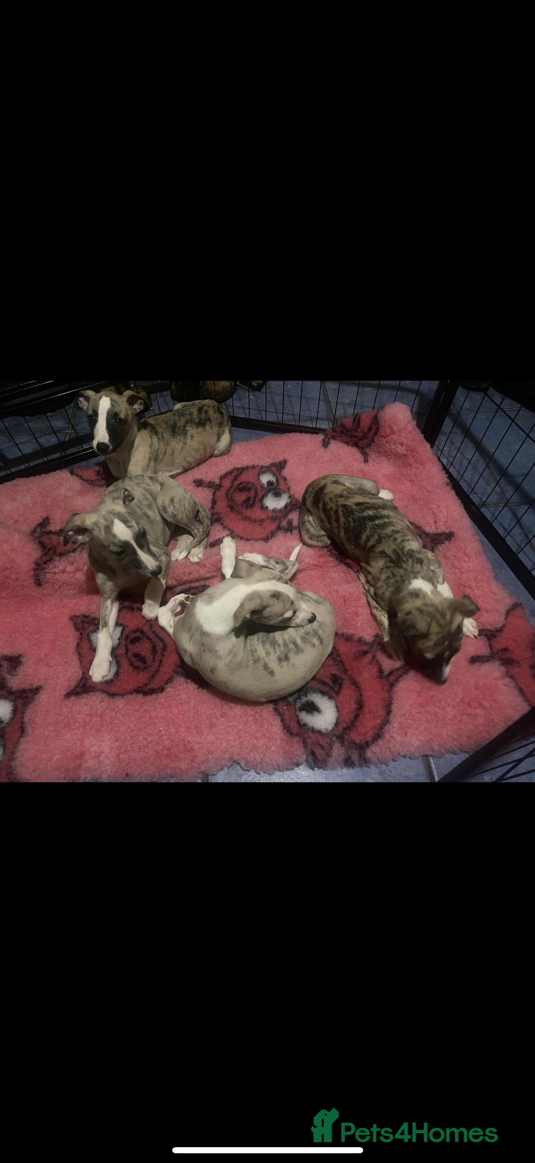 Whippet dogs for sale: Stunning kc registered whippet pups  - Advert 10