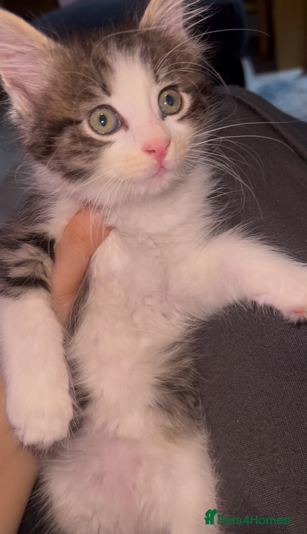 Mixed Breed cats for sale: Meet Minnie Mixed breed Kitten - Advert 1