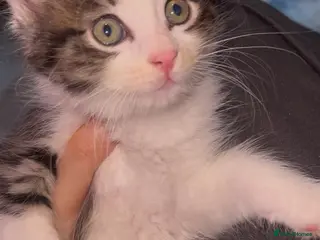 Mixed Breed cats Meet Minnie Mixed breed Kitten - Advert 9