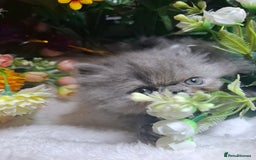 Persian cats for sale: Blue Persian kittens  - Image 26