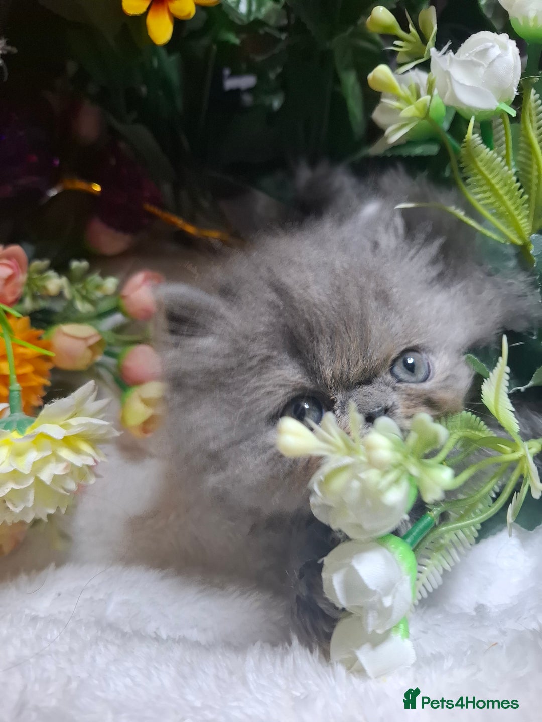 Persian cats for sale: Blue Persian kittens  - Image 26