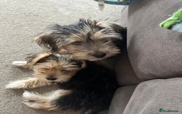 Morkie dogs for sale: Morkie Pups - Image 24