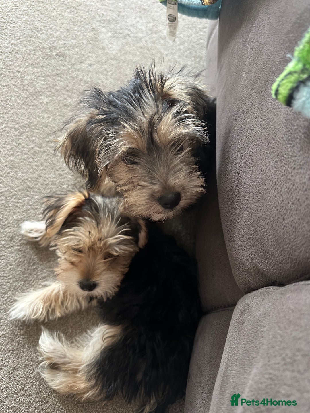 Morkie dogs for sale: Morkie Pups - Image 24