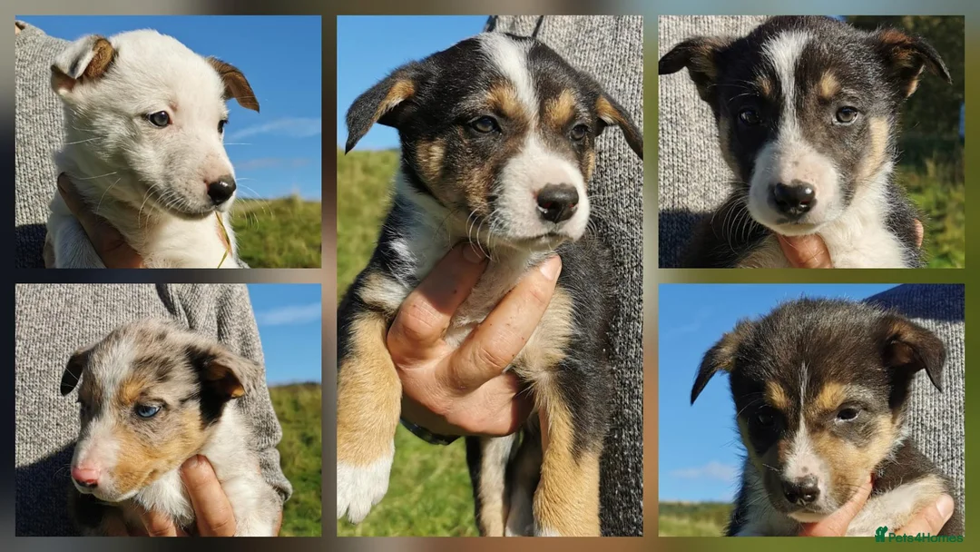 Border Collie dogs for sale: Border Collie Pups - Advert 1