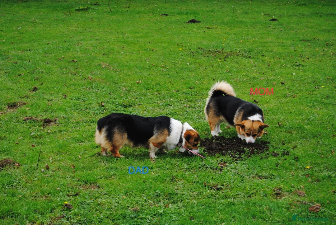 Welsh Corgi Pembroke dogs for sale: Are Beautiful Girls Storm/Darling/Petal - Advert 2