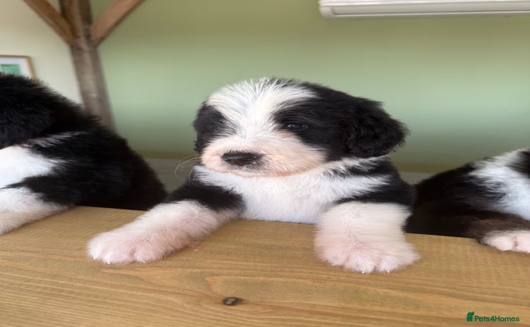 Bernedoodle dogs - Advert 1