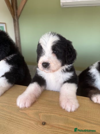 Bernedoodle dogs - Advert 2