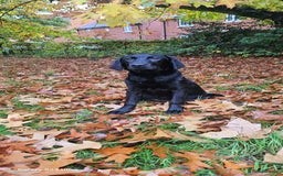 Labrador Retriever dogs for sale: Black labrador puppy for sale - Image 2
