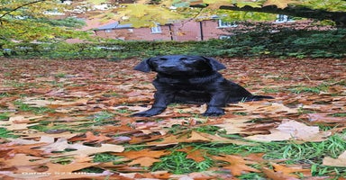 Labrador Retriever dogs - Advert 5