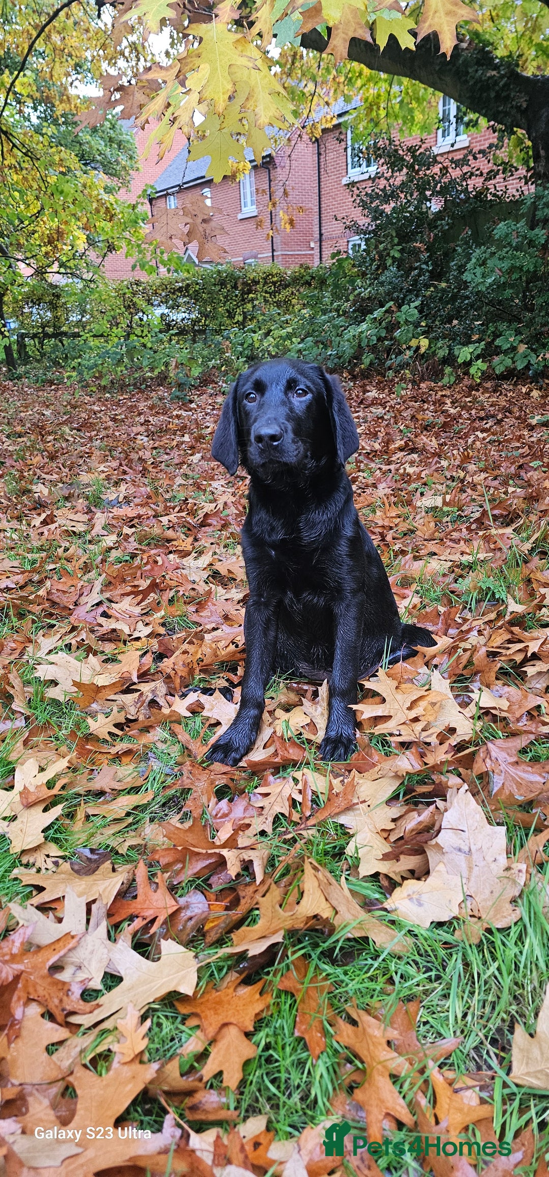 Labrador Retriever dogs for sale: Black labrador puppy for sale - Image 2